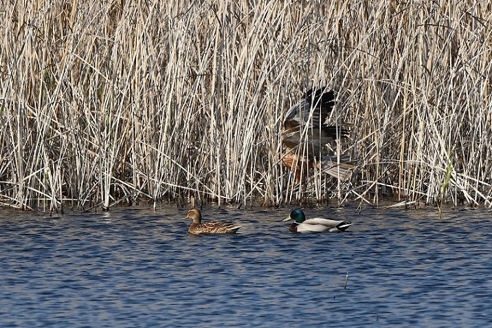 Falco di palude